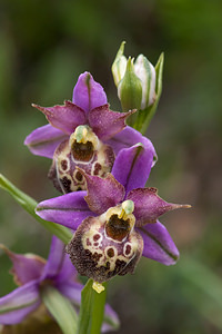 Ophrys vetula (Orchidaceae)  - Ophrys vieux Drome [France] 16/05/2012 - 700m