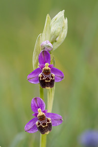 Ophrys vetula (Orchidaceae)  - Ophrys vieux Drome [France] 16/05/2012 - 620m