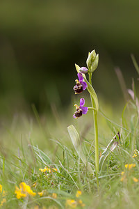 Ophrys vetula (Orchidaceae)  - Ophrys vieux Drome [France] 16/05/2012 - 620m