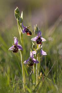 Ophrys vetula (Orchidaceae)  - Ophrys vieux Drome [France] 16/05/2012 - 450m