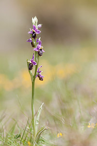 Ophrys x chiesesica (Orchidaceae)  - OphrysOphrys fuciflora x Ophrys saratoi. Drome [France] 16/05/2012 - 620m
