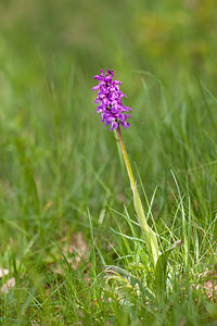 Orchis mascula (Orchidaceae)  - Orchis mâle - Early-purple Orchid Cote-d'Or [France] 10/05/2012 - 570m