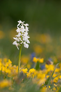 Orchis mascula (Orchidaceae)  - Orchis mâle - Early-purple Orchid Drome [France] 17/05/2012 - 920m