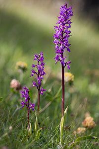 Orchis mascula (Orchidaceae)  - Orchis mâle - Early-purple Orchid Drome [France] 17/05/2012 - 920m