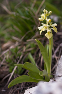 Orchis pallens (Orchidaceae)  - Orchis pâle - Pale-flowered Orchid Drome [France] 15/05/2012 - 1310m