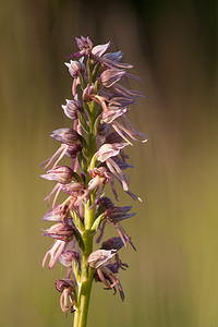 Orchis x bergonii (Orchidaceae)  - Orchis de BergonOrchis anthropophora x Orchis simia. Drome [France] 16/05/2012 - 460m