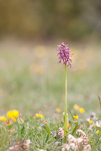 Orchis x beyrichii (Orchidaceae)  - Orchis de BeyrichOrchis militaris x Orchis simia. Drome [France] 17/05/2012 - 960m