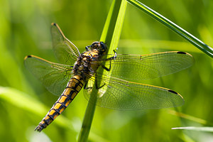 Orthetrum cancellatum (Libellulidae)  - Orthétrum réticulé - Black-tailed Skimmer Ath [Belgique] 27/05/2012 - 20m