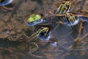 Pelophylax kl. esculentus (Ranidae)  - Grenouille verte, Grenouille commune - Edible Frog Meuse [France] 07/05/2012 - 200m