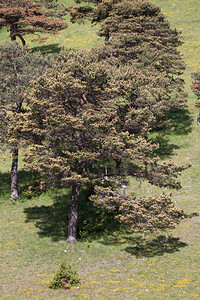 Pinus mugo subsp. uncinata (Pinaceae)  - Pin à crochets Drome [France] 16/05/2012 - 660m