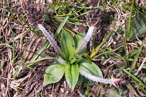 Plantago atrata (Plantaginaceae)  - Plantain noirâtre Drome [France] 15/05/2012 - 1460m