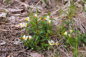 Polygaloides chamaebuxus (Polygalaceae)  - Faux polygale petit buis, Polygale petit buis, Faux Buis - Shrubby Milkwort Drome [France] 14/05/2012 - 990m