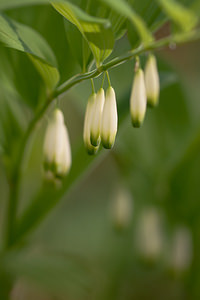 Polygonatum multiflorum (Asparagaceae)  - Sceau-de-Salomon multiflore, Polygonate multiflore - Solomon's-seal Cote-d'Or [France] 19/05/2012 - 370m