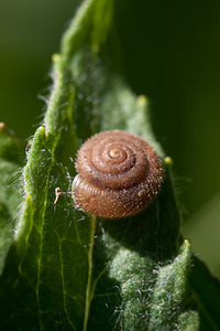 Pseudotrichia rubiginosa (Hygromiidae)  - Veloutée rouge Cote-d'Or [France] 10/05/2012 - 360m