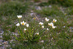 Ranunculus kuepferi (Ranunculaceae)  - Renoncule de Küpfer Drome [France] 15/05/2012 - 1450m