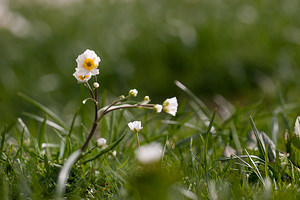 Ranunculus kuepferi (Ranunculaceae)  - Renoncule de Küpfer Drome [France] 15/05/2012 - 1450m