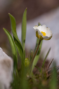 Ranunculus kuepferi (Ranunculaceae)  - Renoncule de Küpfer Drome [France] 15/05/2012 - 1460m