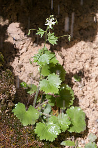 Saxifraga rotundifolia (Saxifragaceae)  - Saxifrage à feuilles rondes - Round-leaved Saxifrage Drome [France] 17/05/2012 - 630m
