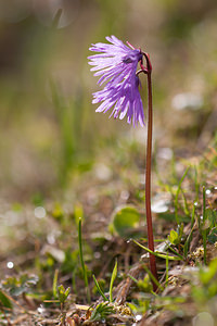 Soldanella alpina (Primulaceae)  - Soldanelle des Alpes Drome [France] 15/05/2012 - 1450m