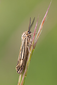 Spiris striata (Erebidae)  - Ecaille striée Drome [France] 18/05/2012 - 920m