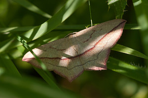 Timandra comae (Geometridae)  - Timandre aimée - Blood-vein Ath [Belgique] 27/05/2012 - 20m