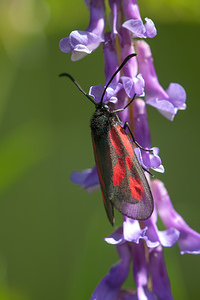 Zygaena nevadensis (Zygaenidae)  - Zygène ibèrique, Zygène des Gesses, Zygène andalouse - Discrete Burnet Drome [France] 17/05/2012 - 560m