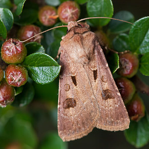 Agrotis exclamationis (Noctuidae)  - Point d'Exclamation - Heart and Dart Nord [France] 26/06/2012 - 40m