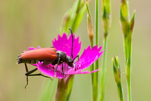 Anastrangalia sanguinolenta (Cerambycidae)  - Lepture rouge sang Moselle [France] 02/06/2012 - 250m