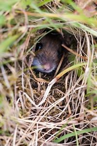 Apodemus sylvaticus (Muridae)  - Mulot sylvestre - Wood Mouse, Wood mice Moselle [France] 02/06/2012 - 250m