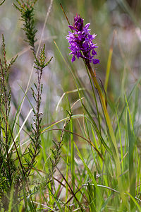 Dactylorhiza traunsteineri (Orchidaceae)  - Dactylorhize de Traunsteiner, Orchis de Traunsteiner - Narrow-leaved Marsh-orchid Moselle [France] 02/06/2012 - 250m