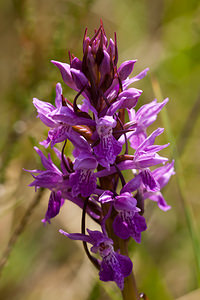 Dactylorhiza traunsteineri (Orchidaceae)  - Dactylorhize de Traunsteiner, Orchis de Traunsteiner - Narrow-leaved Marsh-orchid Moselle [France] 02/06/2012 - 250m