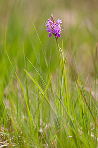 Dactylorhiza traunsteineri (Orchidaceae)  - Dactylorhize de Traunsteiner, Orchis de Traunsteiner - Narrow-leaved Marsh-orchid Moselle [France] 02/06/2012 - 250m