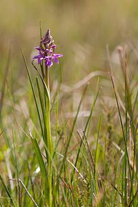 Dactylorhiza traunsteineri (Orchidaceae)  - Dactylorhize de Traunsteiner, Orchis de Traunsteiner - Narrow-leaved Marsh-orchid Moselle [France] 02/06/2012 - 250m