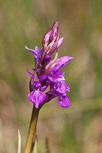 Dactylorhiza traunsteineri (Orchidaceae)  - Dactylorhize de Traunsteiner, Orchis de Traunsteiner - Narrow-leaved Marsh-orchid Moselle [France] 02/06/2012 - 250m