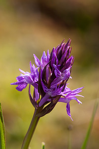 Dactylorhiza traunsteineri (Orchidaceae)  - Dactylorhize de Traunsteiner, Orchis de Traunsteiner - Narrow-leaved Marsh-orchid Moselle [France] 02/06/2012 - 250m