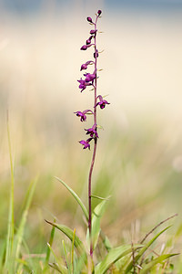 Epipactis atrorubens (Orchidaceae)  - Épipactide rouge sombre, Épipactis rouge sombre, Épipactis brun rouge, Épipactis pourpre noirâtre, Helléborine rouge - Dark-red Helleborine Meuse [France] 29/06/2012 - 340m