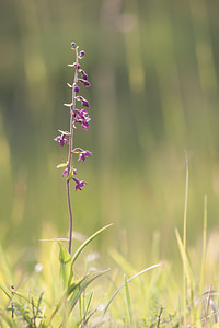 Epipactis atrorubens (Orchidaceae)  - Épipactide rouge sombre, Épipactis rouge sombre, Épipactis brun rouge, Épipactis pourpre noirâtre, Helléborine rouge - Dark-red Helleborine Meuse [France] 29/06/2012 - 340m