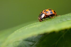 Harmonia axyridis (Coccinellidae)  - Coccinelle asiatique, Coccinelle arlequin - Harlequin ladybird, Asian ladybird, Asian ladybeetle Nord [France] 26/06/2012 - 40mforme succinea