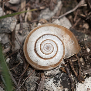 Helicella itala (Geomitridae)  - Hélicelle trompette, Hélicelle des bruyères, le grand-ruban - Heath Snail Meuse [France] 30/06/2012 - 340m