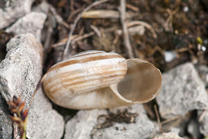 Helicella itala (Geomitridae)  - Hélicelle trompette, Hélicelle des bruyères, le grand-ruban - Heath Snail Meuse [France] 30/06/2012 - 340m