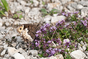 Hipparchia genava (Nymphalidae)  - Sylvandre helvète Meuse [France] 29/06/2012 - 340m