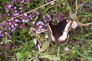 Hipparchia genava (Nymphalidae)  - Sylvandre helvète Meuse [France] 29/06/2012 - 340m