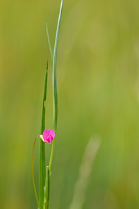 Lathyrus nissolia (Fabaceae)  - Gesse de Nissole, Gesse graminée, Gesse sans vrilles - Grass Vetchling  [France] 02/06/2012 - 350m