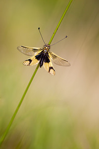 Libelloides longicornis (Ascalaphidae)  - Ascalaphe ambré Meuse [France] 29/06/2012 - 340m