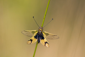 Libelloides longicornis (Ascalaphidae)  - Ascalaphe ambré Meuse [France] 29/06/2012 - 340m