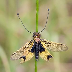 Libelloides longicornis (Ascalaphidae)  - Ascalaphe ambré Meuse [France] 30/06/2012 - 340m