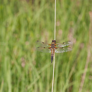 Libellula quadrimaculata (Libellulidae)  - Libellule quadrimaculée, Libellule à quatre taches - Four-spotted Chaser Moselle [France] 02/06/2012 - 250m