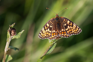 Melitaea phoebe (Nymphalidae)  - Mélitée des Centaurées, Grand Damier Meuse [France] 29/06/2012 - 340m