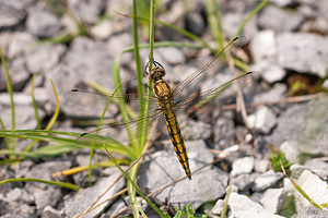 Orthetrum cancellatum (Libellulidae)  - Orthétrum réticulé - Black-tailed Skimmer Meuse [France] 30/06/2012 - 340mimmature