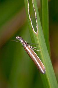 Pleurota aristella (Oecophoridae)  Meuse [France] 30/06/2012 - 340m